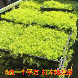 屋顶绿化草坪佛甲草苗金叶黄金佛甲草中华景天玉龙草地被四季常青
