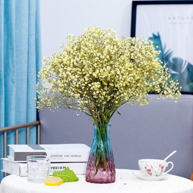 노란 아기의 숨결 - 꽃병 없음