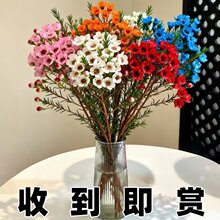�����D÷�r����ϻ���ֱ�l�������ò廨ˮ�B�r�л��y����cϲ�c��