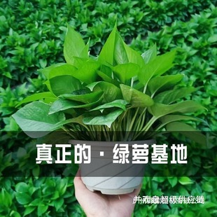 �G�}�����҃�������ȩ�L�ٴ������~180��̖�G�j�·�ˮ�໨�ܾGֲ