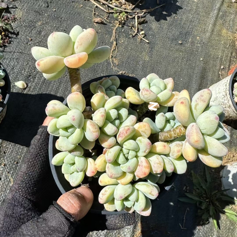 인기 있는 라울은 10개부터 시작됩니다. (화분을 담을 수 있는 플라스틱 화분이 좋습니다)