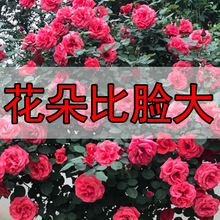 �¼����Ի����ش��¼����_�����㻨�ܳ���õ�廨���p�ȷ���