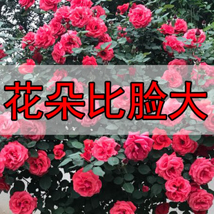 �¼����Ի����ش��¼����_�����㻨�ܳ���õ�廨���p�ȷ���