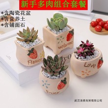 多肉植物含盆带土肉肉套餐新手组合盆栽好养易活办公桌面室内绿植