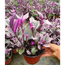 �ͮ���Y���m ����÷ ���~�@ˇ�^�p���Ի��ܾGֲ �����쾰ֲ��