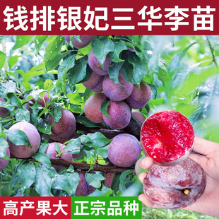 ���Ә������A�X���y�����Ǽt��������޽�������ϱ����Nֲ������