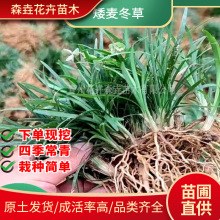矮麦冬草玉龙草  庭院别墅绿化地被 冬季耐寒绿化植被草坪沿阶草