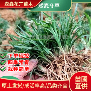 Short Ophiopogon Japonicus, Yulongcao, Courtyard House Greening Ground Cover, Winter Cold-Resistant Greening Vegetation, Lawn Along the Steps