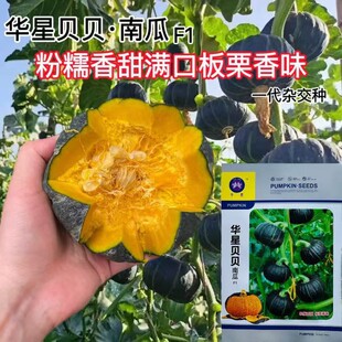 �ļ��������ϹϷN��ؐؐС�ϹϹ�Ƥ�y��ɫ������Sζ�𿹲���A��