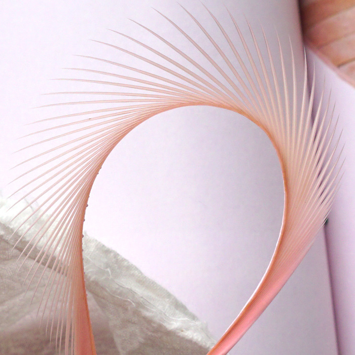 SKU-18-肉粉 50只.jpg