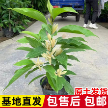 白兰花盆栽花卉植物室内玉兰树苗带花苞四季开花浓香黄角兰花苗大