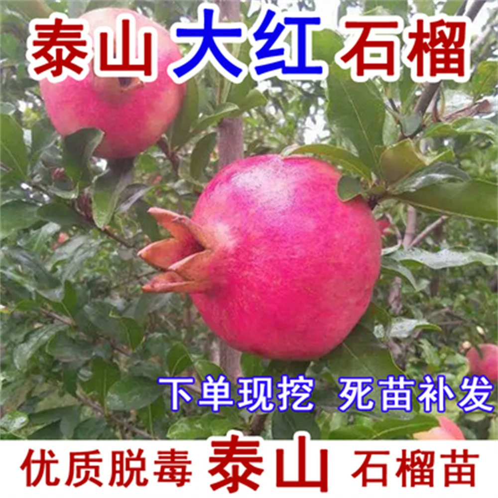 Саженец граната красного агата в горшках во дворе на юге и севере Китая