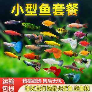 Small Ornamental Fish, Live Tropical Freshwater Fish, Easy to Maintain, Zebrafish, Peacock Angel Fish, Small Fish Fry for Beginners