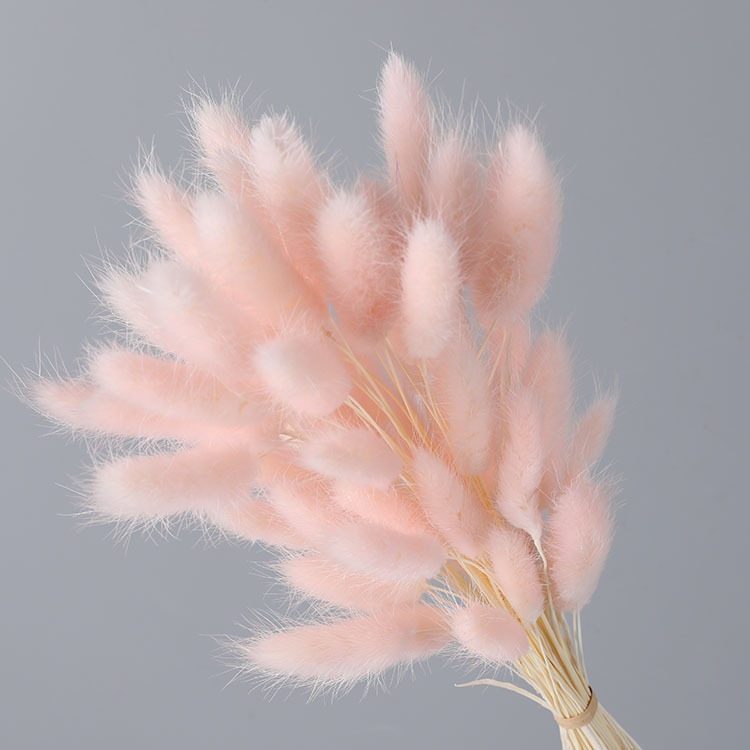 La flor eterna de la flor de la cola de conejo hierba seca 60 piezas al por mayor Dogtail hierba seca ramo de flores decoración DIY conejo hierba de la cola