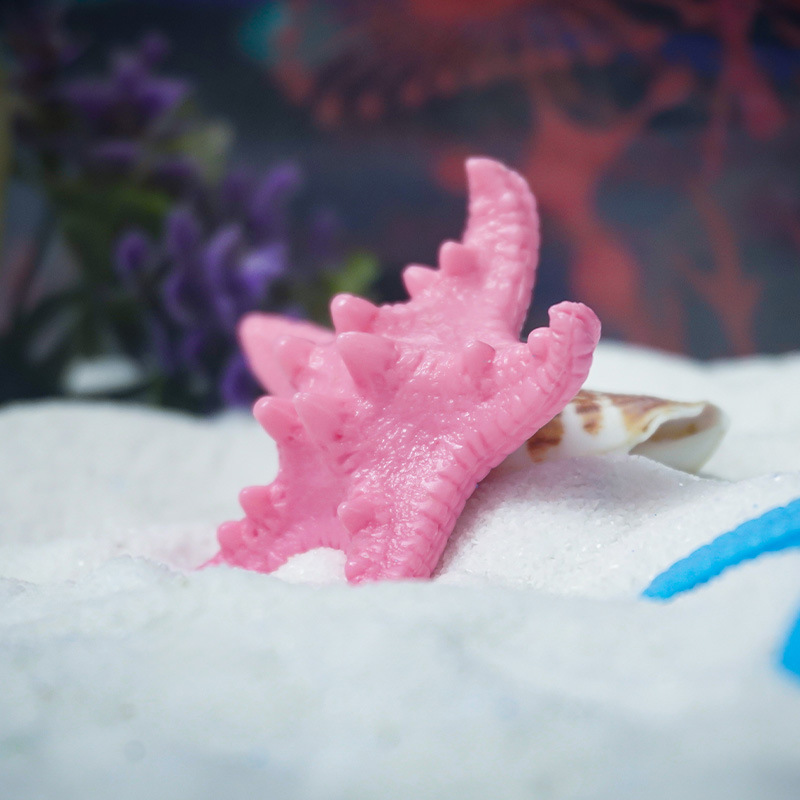 Estrella de mar de gran venta, pecera de coral real, paisajismo, observación, peces, compañeros de pescado y camarones, paquete pequeño en stock