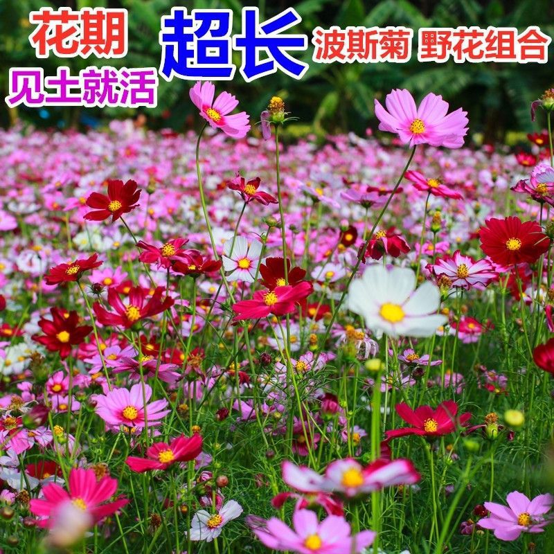 耐寒格桑花种籽七彩野花组合花草种子多年生四季开花易种庭院种植