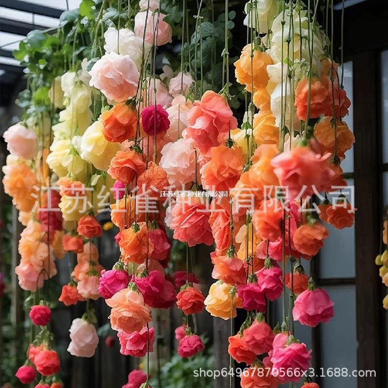 垂丝海棠花种籽子易活四季种开播种开花室内室外植物花卉爬藤植物