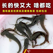 埃及塘鲺鱼苗 塘角鱼苗 土塘鲺鱼苗八须鲶鱼本地塘虱革胡子鲶鱼苗