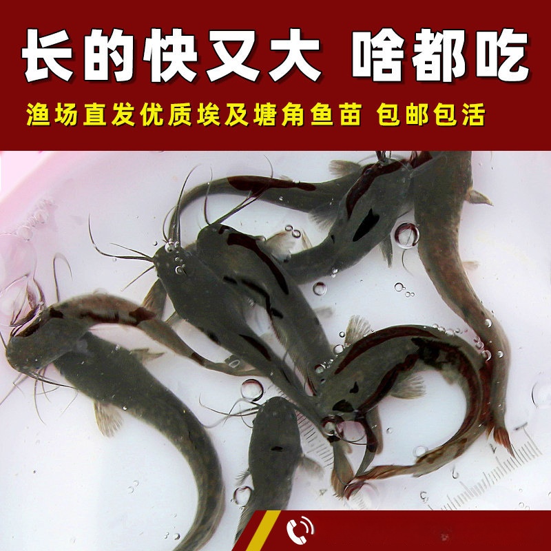 埃及塘鲺鱼苗 塘角鱼苗 土塘鲺鱼苗八须鲶鱼本地塘虱革胡子鲶鱼苗