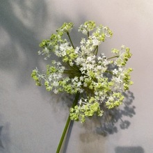 �����̖�ٽz��С������Ȼ�L�Ҿ��b��滨��c���Ⲽ�ÔzӰ����