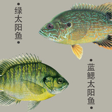 ��ˮ����ԭ���^�p̫��~���Ӝ�С���~��V�ص�ˮ��ʳ��̫��|�~