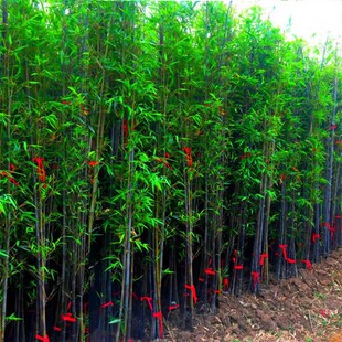 �����簫�����FƷ�N��ī������ͥԺ�����ļ��҃����� �����ͺ���