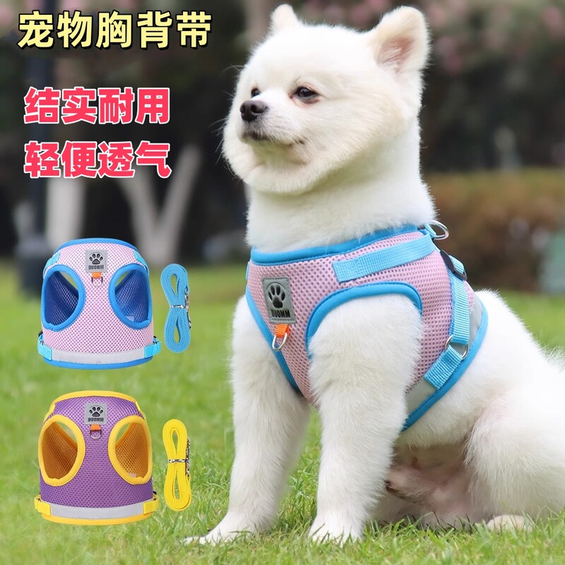 犬の牽引紐のベスト式の中で小型犬が犬のひもを散歩します。|undefined