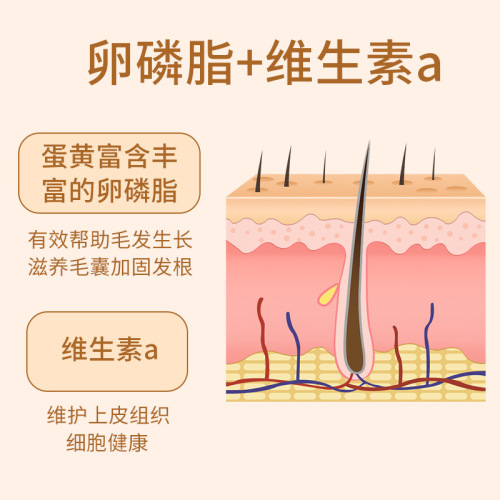 Dog food manufacturer wholesale pet food Teddy Golden Retriever Bichon Frize adult dog puppy food 40 pounds grain-free freeze-dried full price dog food