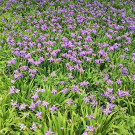 乔木;种子;园林果树