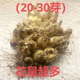 Tuberose Bulbs, Tuberose Flower Seedlings, Strong-Scented Perennial Plants, Indoor and Outdoor Courtyard Four-Season High-Temperature-Resistant Florals