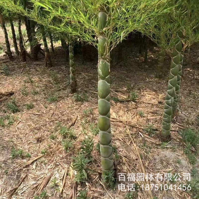 基地批发 龟甲竹 龙鳞竹 长寿竹 产地价格庭院别墅绿化观赏竹-阿里巴巴
