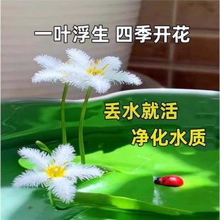 һ�~ɏˮ��ֲ��o���ļ��_��ˮ�B�~��˯ɏ��ɏ������ɏ��ˮ�B����