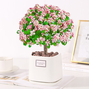Golden Branches and Jade Leaves Potted Old Pile Succulent Hydroponic Plants Indoor Flower Office Green Plants Easy to Maintain and Purify the Air
