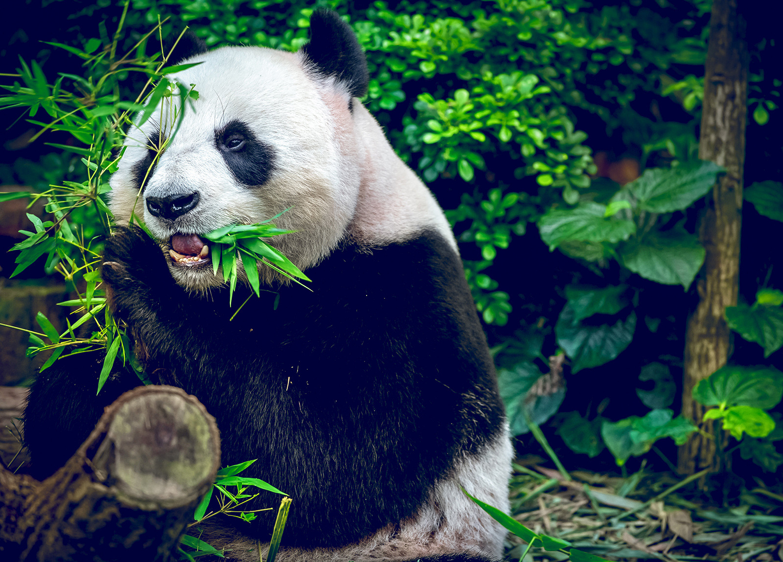 GSSQ0089-팬더 1000개