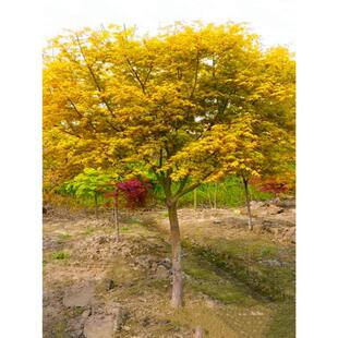 �S����������ڳ�֮���t�������t�ձ��S������������L������