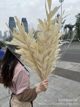 【鱼尾葵】干花鱼尾葵永生花个性花材造型奇特 软装架构造型布置