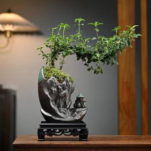 Red Flower June Snow Boxwood Potted Old Stump Cliff-Shaped Tree Stump Indoor Potted Tabletop Evergreen Green Plant Micro Bonsai