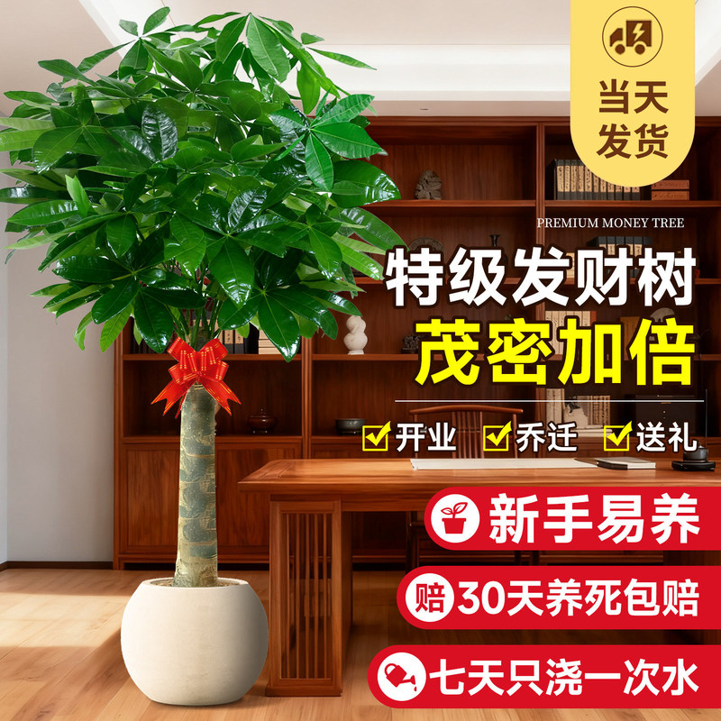 Money tree, a large indoor potted plant for the living room, a native seedling, suitable for housewarming and business opening, a large green plant that brings good fortune throughout the year Money tree, a large indoor potted plant for the living room, a native seedling, suitable for housewarming and business opening, a large green plant that brings good fortune throughout the year