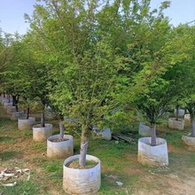 鸡爪槭漳州基地直销青枫树苗枫树庭院绿植公园绿化