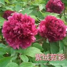 电商代发牡丹种子芍药种子 四季 不断牡丹花种子四季播易种活