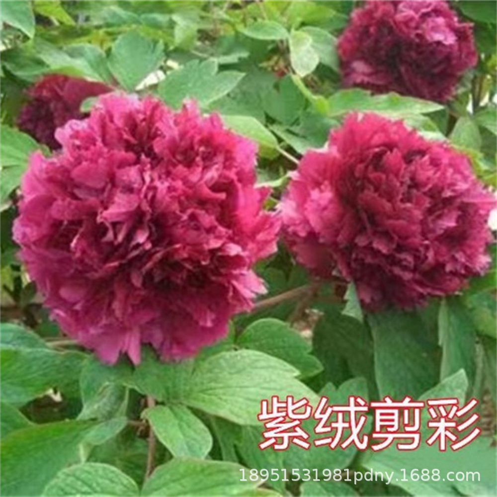 电商代发牡丹种子芍药种子 四季 不断牡丹花种子四季播易种活