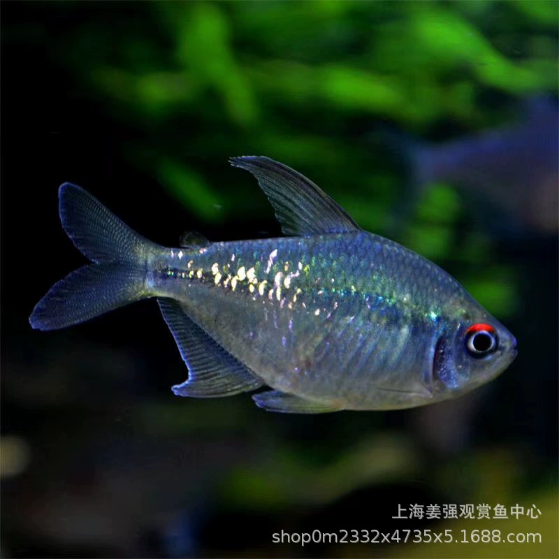 Южноамериканская Алмазная лампа рыба жить редкая группа маленькая рыба пресноводная декоративная домашняя рыба тропическая Алмазная лампа лотос лампа