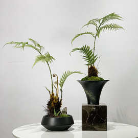 仿真金丝猴蕨蕨类仿真绿植仿真花现代简约新中式永生苔藓装饰摆件