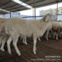 养殖小尾寒杂交怀孕活羊