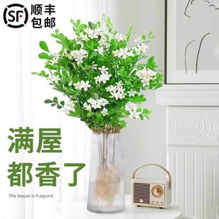 Jiuli Fragrant Hydroponic Plants Office Desktop Seven-Leaf Fragrant All-Season Indoor Easy-To-Grow Green Plants Thousand-Mile Eye Hydroponic Flowers