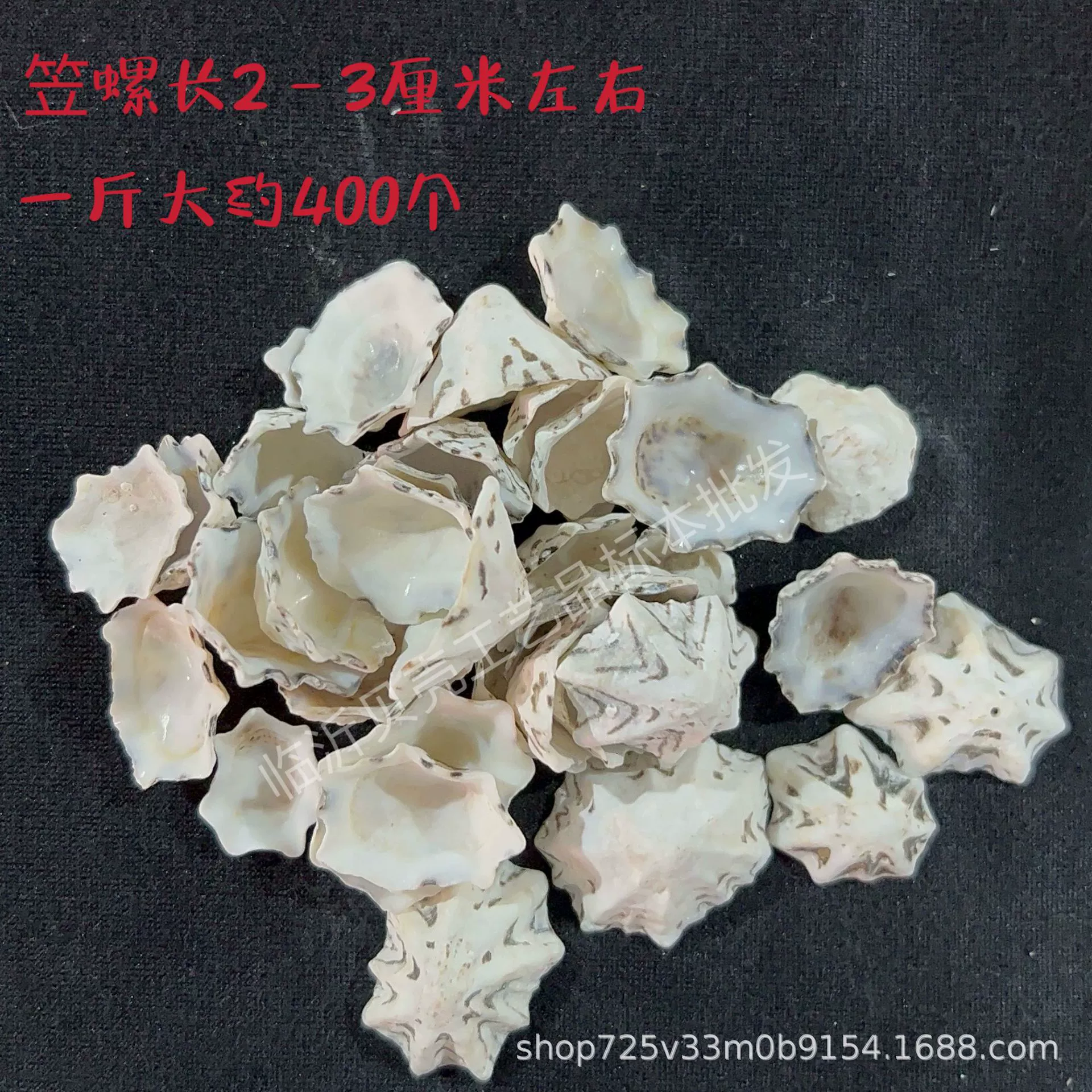 Shell Natural Shell Conch Stars Drifting Bottle Shell Crafts Wholesale Diy Handmade Shell Materials