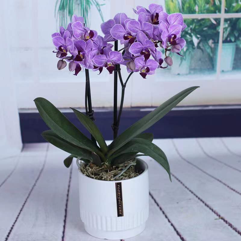 Phalaenopsis flower pot potted flower buds of flowers and buds of plant bands all year round, continuous indoor flowers and green plants are easy to live 3