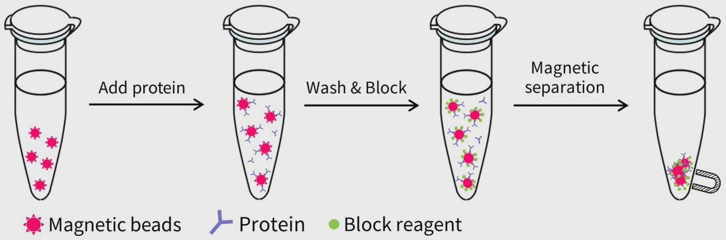 BeyoMag™Tosyl магнитно-шариковый набор P1632S P1640S P1635S