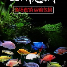 �����������w �R�����җ���ˮ�~�Ꭷ�~���wС�͵�ˮ�^�p�~�R��