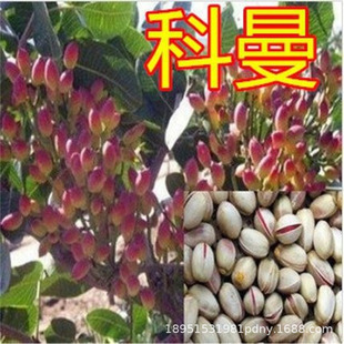 �����_�Ĺ����ϱ����Nֲ���箔��Y���_�Ĺ�������԰����ӾG��